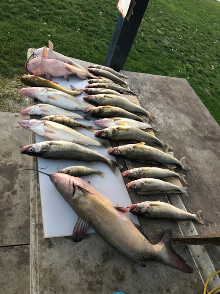 smorgasbord of fish today